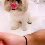 Poonam Preet Bhatia Instagram - My life is brighter with you in it. Happy Birthday to this furry ray of sunshine my FLIRTY #yappybarkday #birthdayboy #mypeaceandlove #iwoofyou ♥️ 🐶