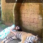 Poonam Preet Bhatia Instagram - Expectation vs Reality 🫣😳🥺😵‍💫🤪 #tigerkingdomphuket #tigerking #realityisreal Tiger Kingdom Phuket