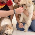 Poonam Preet Bhatia Instagram - Wishing a FUR-BULOUS day to the Naughtiest Girl of my life - Disney 🐶🥰🤪❤️ #birthdaygirl #dogbirthday #naughtydog #shihtzu #birthdaypawty