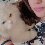 Priyanka Upendra Instagram - Momo meri Jaan !!! #cats #catsofinstagram #catlover #catlove #kitty