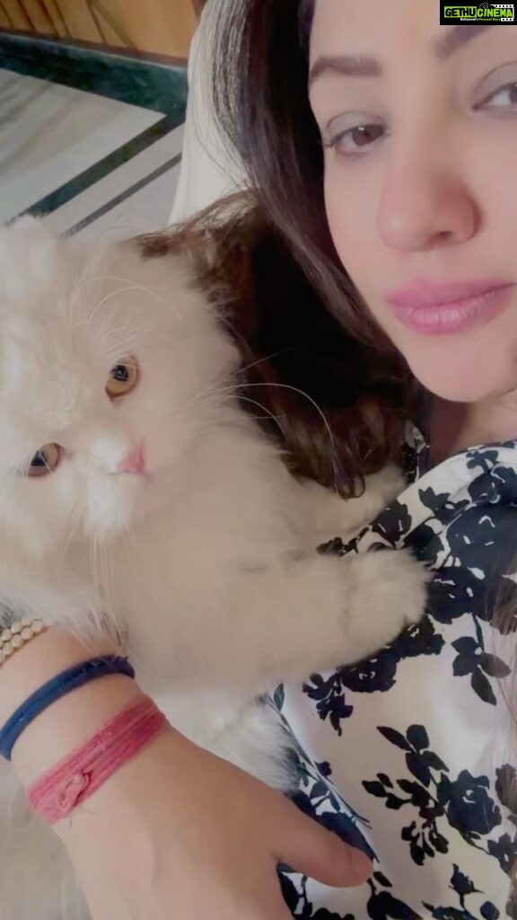 Priyanka Upendra Instagram - Momo meri Jaan !!! #cats #catsofinstagram #catlover #catlove #kitty