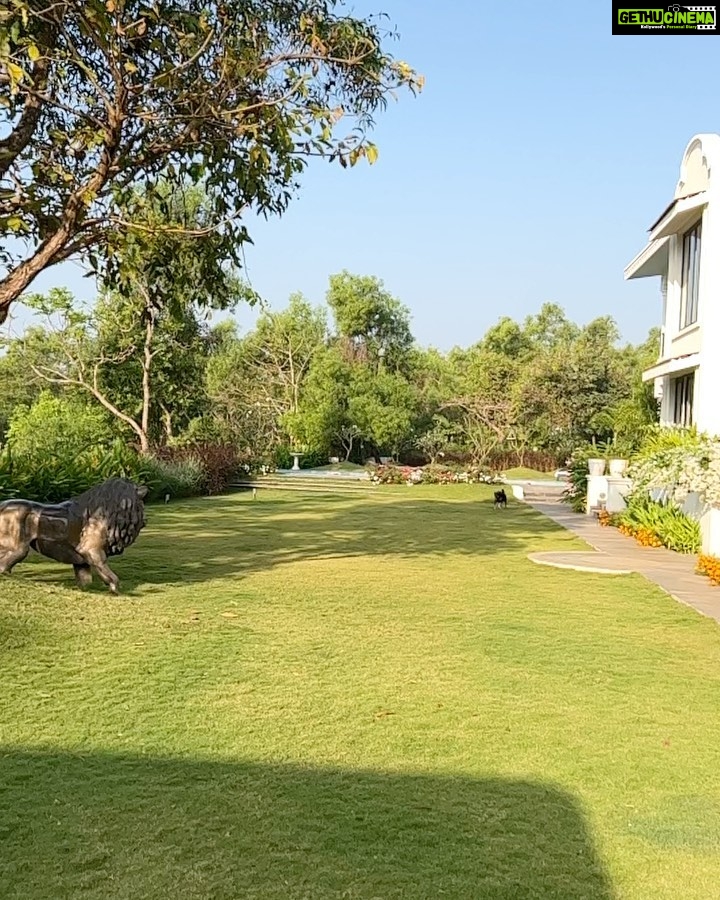 Puja Gupta Instagram - Sometime tough sometime goofy Runs like a stallion My Grooty🐕 Assagao, Goa