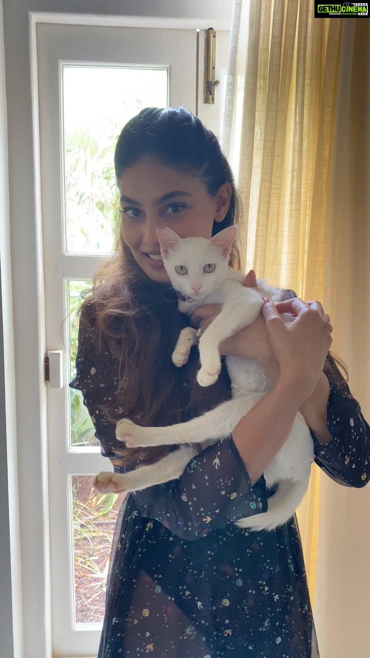 Puja Gupta Instagram - Ladies and gents my Elizabeth She walked into my life and I found her here in goa at my property They say cats chooses u I guess it’s indeed is true 🐱 In the video u can hear her purrring Just makes me the happiest 📸 @filmmakersab 💄 @chocolate_wiggle Assagao, Goa