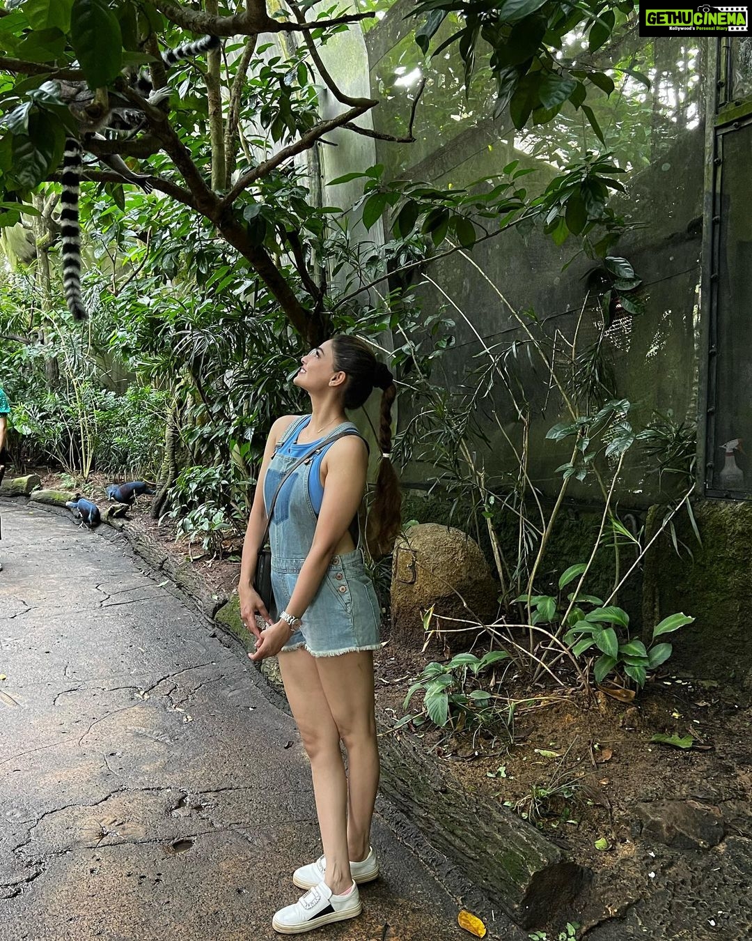 Puja Gupta Instagram - 🦔 🦒 🦓 🦁 🦦 🦖🦧🐘🐆 Singapore Zoo