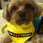 Puja Gupta Instagram - His name is Thor he has my ❤️ and he gets to keep it. Home !!