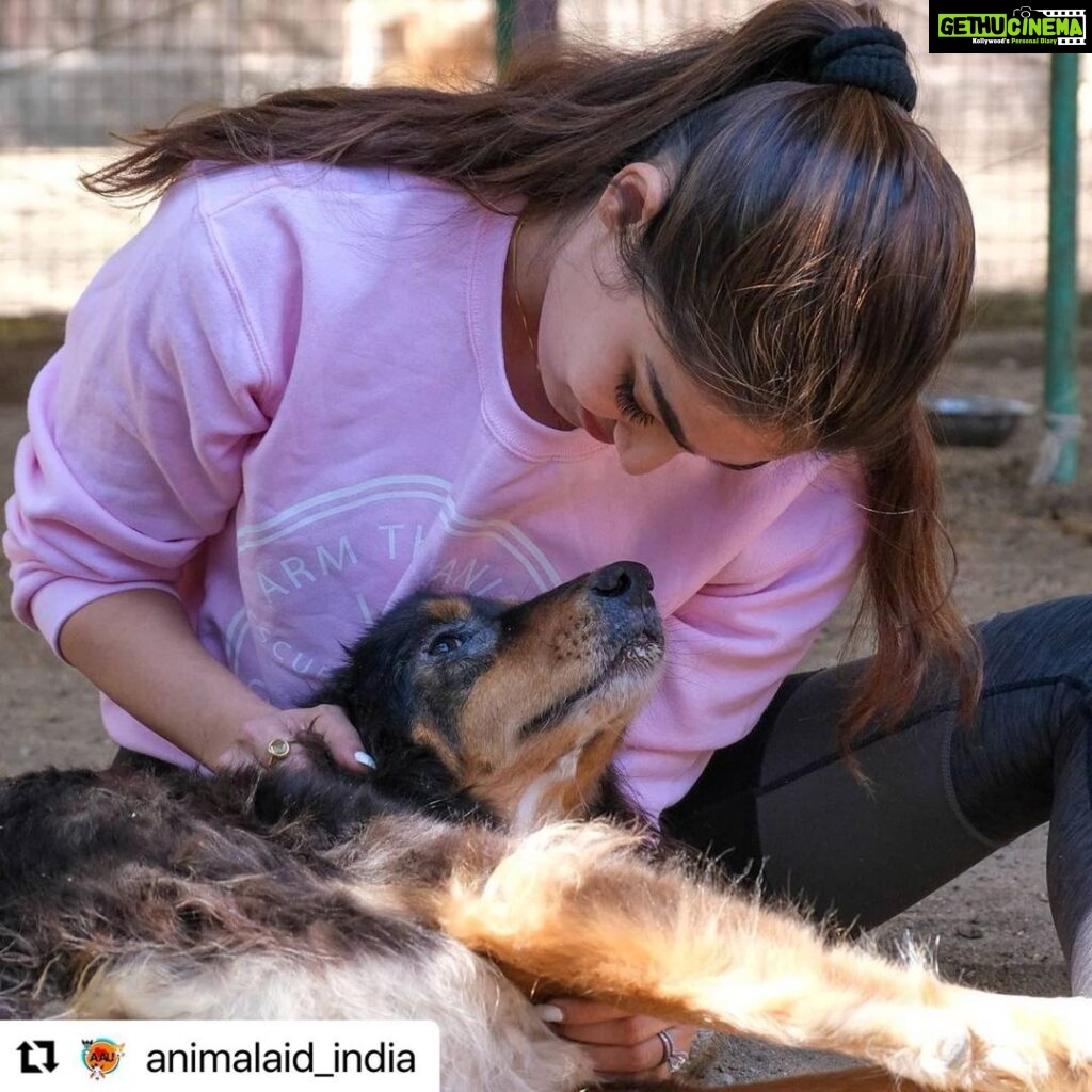 Puja Gupta Instagram - You guys are my real hero’s and the work u do for animals and the way u made ur animal aid family is truly inspiring Thank you for such kind words Much love to my animal aid family @animalaid_india Xoxox Animal Aid Unlimited