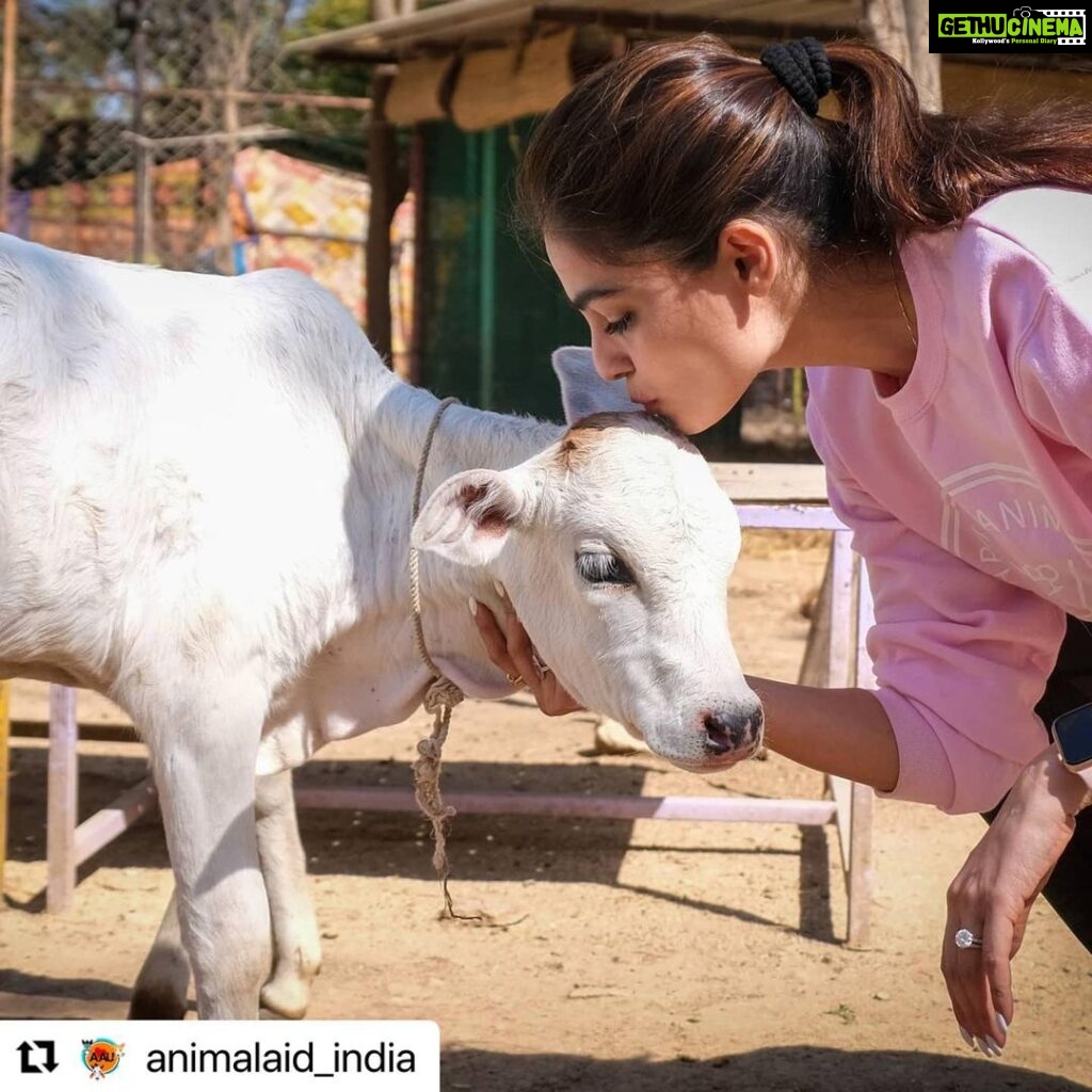 Puja Gupta Instagram - You guys are my real hero’s and the work u do for animals and the way u made ur animal aid family is truly inspiring Thank you for such kind words Much love to my animal aid family @animalaid_india Xoxox Animal Aid Unlimited