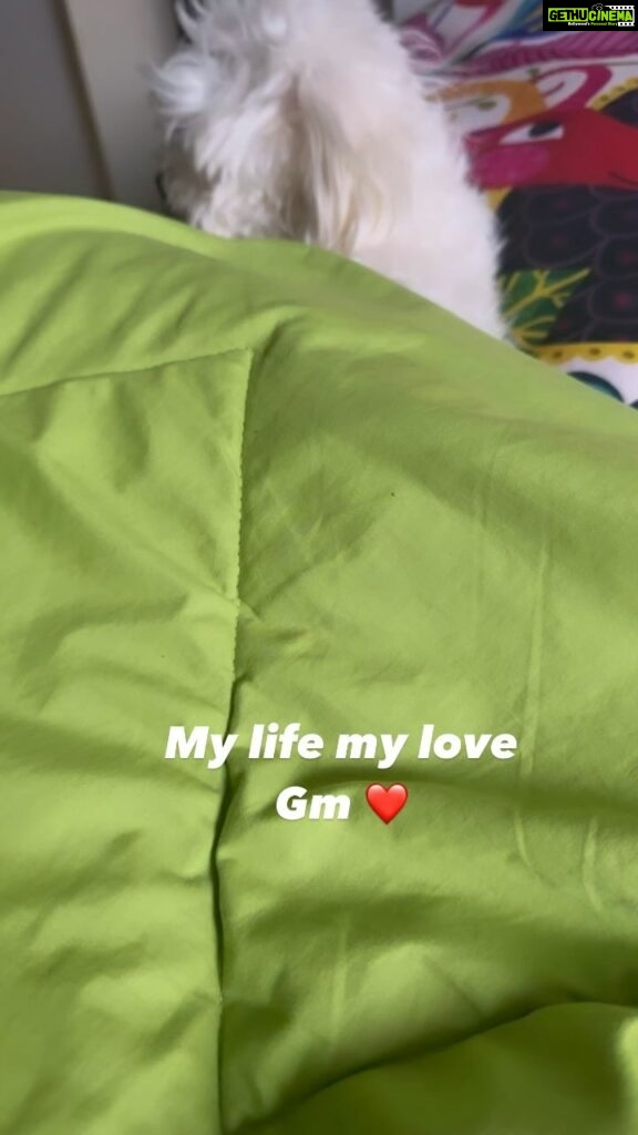 Ragini Nandwani Instagram - Good morning #max #maltese #mybaby #love #puppylove #goodvibes #friday #goodmorning #celebrity #green #saveanimals #loveanimals #pray #newpost