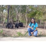 Ranjani Raghavan Instagram - ಟೆಡ್ಡಿ ಬೇರ್ ನೋಡಿ ಬೆಳೆದ ನಮ್ಗೆ ಕರಡಿ ಅಂದ್ರೆ ವೈಲ್ಡ್ ಅನಿಮಲ್ ಅನ್ನೋದಕ್ಕಿಂತ ಕ್ಯೂಟ್ ಪ್ರಾಣಿ ಅನ್ನಿಸೋದೇ ಜಾಸ್ತಿ. ಹುಲಿ ಸಿಂಹ ಆನೆಗಳಂತೆ ಕಾಡಿನಲ್ಲಿರಬೇಕಾದ ಇವುಗಳನ್ನ ಕರಡಿ ಕುಣಿತ ಸಂಪ್ರದಾಯದ ಕಾರಣ ಮೂಗುದಾರ ಹಾಕಿ ಬಳಸಿಕೊಂಡ ಉದಾಹರಣೆಗಳೆಷ್ಟೋ. ಅಂತಹ 63 ಕರಡಿಗಳನ್ನು @wildlifesos ಪಾರು ಮಾಡಿ ವೃದ್ಧಾಶ್ರಮಗಳಿಗಿಂತ ಹೆಚ್ಚಾಗಿ ನೋಡಿಕೊಳ್ಳುತ್ತಿದ್ದಾರೆ. ಅವುಗಳ ಆಹಾರ, ಆರೋಗ್ಯ, ದೈಹಿಕ-ಮಾನಸಿಕ ಚಟುವಟಿಗೆಗಾಗಿ ತಮ್ಮ ಜೀವನವನ್ನೇ ಮುಡುಪಾಗಿಟ್ಟಿದ್ದಾರೆ. ಜಗತ್ತಿನ shortest ಕರಡಿ Odam ನ 13th rescue anniversary ಯಲ್ಲಿ ನಾವೂ ಭಾಗಿಯಾಗಿ ಅದಕ್ಕೆ peanut butter ಮತ್ತು ಖರ್ಜೂರ ಕೊಟ್ವಿ 😍. Rescue ಮುನ್ನ ಅದರ ಮಾಲೀಕರು tea ಮತ್ತು Parle G biscuits ಮಾತ್ರ ಆಹಾರವಾಗಿ ಕೊಟ್ಟಿದ್ದರಿಂದ ಅದರ ಬೆಳವಣಿಗೆ ಕುಂಠಿತವಾಗಿದೆ! ಕೊಟ್ಟಿದ್ದನ್ನ Odam ಚಪ್ಪರಿಸಿಕೊಂಡು ತಿಂದಾಗ ನಮಗೂ ಬಾಯಲ್ಲಿ ನೀರೂರಿತು.😁 ಸಾಧ್ಯವಾದರೆ ನೀವೂ ಅಲ್ಲಿಗೆ ಭೇಟಿ ನೀಡಿ. @sowdhamini_ramya @vaishnaviraghavan_2007 Bear Rescue Centre, Bannerghatta National Park,Bengaluru