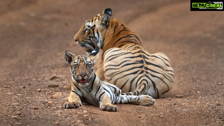 Raveena Tandon Instagram - Both images clicked at the same time from the same vehicle by us (Raveena Tandon and Sarosh Lodhi). One focused on the cub, the other focused the mother. While we will not tell you who clicked which one, but can you guess it by mentioning in the comments section? #tadoba #tigers #cats #animals Tadoba - Andhari Tiger Reserve