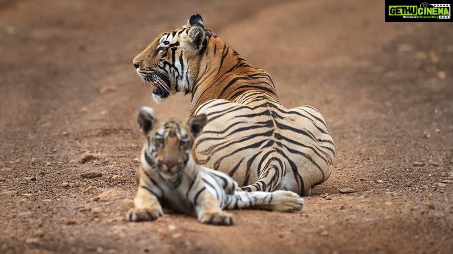 Raveena Tandon Instagram - Both images clicked at the same time from the same vehicle by us (Raveena Tandon and Sarosh Lodhi). One focused on the cub, the other focused the mother. While we will not tell you who clicked which one, but can you guess it by mentioning in the comments section? #tadoba #tigers #cats #animals Tadoba - Andhari Tiger Reserve