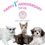 Richa Panai Instagram - 🎉🎈ANNIVERSARY SPECIAL OFFER🎈🎊 Thank you to all you wonderful people, our customers, our insta fam and all the cat lovers out there for giving us this opportunity to be able to celebrate our first anniversary today. Thank you for your constant support and love that you have showered upon us and specially our cat babies!The amount of love that they have received in this past one year is unimaginable!❤️ So as a token of love we have come up with a very special anniversary offer for you all! Book a grooming appointment for your fur babies this month and enjoy a flat 50% off on the next grooming appointment during the offer period i.e. July 15th - September 15th! Not just this we will also be having our pet products and accessories on sale up to 50% off! So grab it and make your fur babies feel extra loved and cared this season!😻💕For more information contact 8850764545 . . . . . #kitcatcafe #catcafe #catsofinstgram #catlover #catparents #kittensofinstagram #catsagram #cats #kittens #cutecats #versova #mumbai #maharashtratourism KIT CAT CAFE
