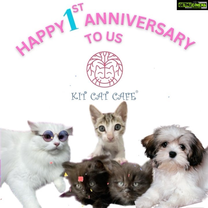 Richa Panai Instagram - 🎉🎈ANNIVERSARY SPECIAL OFFER🎈🎊 Thank you to all you wonderful people, our customers, our insta fam and all the cat lovers out there for giving us this opportunity to be able to celebrate our first anniversary today. Thank you for your constant support and love that you have showered upon us and specially our cat babies!The amount of love that they have received in this past one year is unimaginable!❤ So as a token of love we have come up with a very special anniversary offer for you all! Book a grooming appointment for your fur babies this month and enjoy a flat 50% off on the next grooming appointment during the offer period i.e. July 15th - September 15th! Not just this we will also be having our pet products and accessories on sale up to 50% off! So grab it and make your fur babies feel extra loved and cared this season!😻💕For more information contact 8850764545 . . . . . #kitcatcafe #catcafe #catsofinstgram #catlover #catparents #kittensofinstagram #catsagram #cats #kittens #cutecats #versova #mumbai #maharashtratourism KIT CAT CAFE