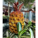 Richa Panai Instagram - Who thought airports could be so much fun❣️😍 #familytime #besttime #jewelchangiairport #butterflygarden #changiairportsingapore #singapore 1&2 - Mom took us to almost all the floors to see Jewel from different angles🤪 3&4 - Killing spare time with random poses 5&6 - Loved this flower pineapple and butterflies enjoying pineapple at butterfly garden 7 - Jewel at its full glory and mom dad video bombing 8 - Mom using chopsticks for the first time like a pro!😍 Changi Airport Singapore