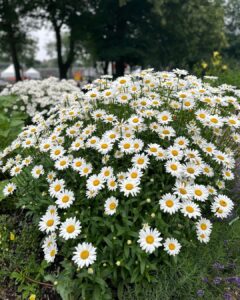 Ritu Varma Instagram - Best summer trip ever!! Beautiful places, incredible food and even better company 💕

📍Québec city 
📍Montréal