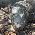 Riya Sen Instagram - She’s got the look !!! 🦕 #komodoisland #komododragon #indonesia #ectotherm Komodo Island