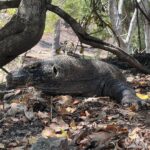 Riya Sen Instagram - She’s got the look !!! 🦕 #komodoisland #komododragon #indonesia #ectotherm Komodo Island
