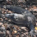 Riya Sen Instagram - She’s got the look !!! 🦕 #komodoisland #komododragon #indonesia #ectotherm Komodo Island