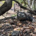 Riya Sen Instagram - She’s got the look !!! 🦕 #komodoisland #komododragon #indonesia #ectotherm Komodo Island