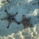 Riya Sen Instagram - Sea creatures 🪼 #kanawaisland #indonesia #sea Kanawa Island Diving