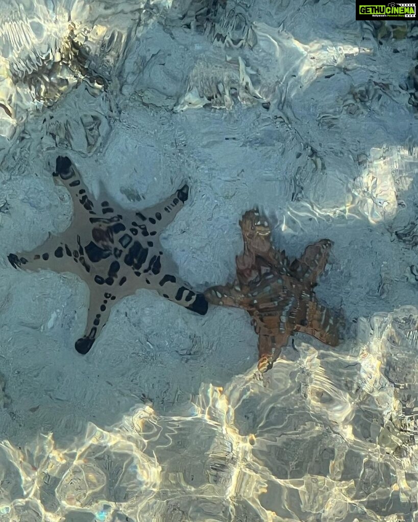 Riya Sen Instagram - Sea creatures 🪼 #kanawaisland #indonesia #sea Kanawa Island Diving