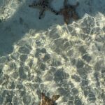 Riya Sen Instagram - Sea creatures 🪼 #kanawaisland #indonesia #sea Kanawa Island Diving