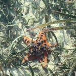 Riya Sen Instagram - Sea creatures 🪼 #kanawaisland #indonesia #sea Kanawa Island Diving