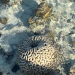 Riya Sen Instagram – Sea creatures 🪼 

#kanawaisland #indonesia #sea Kanawa Island Diving