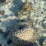 Riya Sen Instagram - Sea creatures 🪼 #kanawaisland #indonesia #sea Kanawa Island Diving