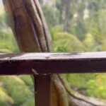 Roopal Tyagi Instagram - Kerala trip #photodump 💚 🌳 🏔️ #wayanad #kerala #periyar #treehouse #naturelovers #green #familytrip Wayanad വയനാട്