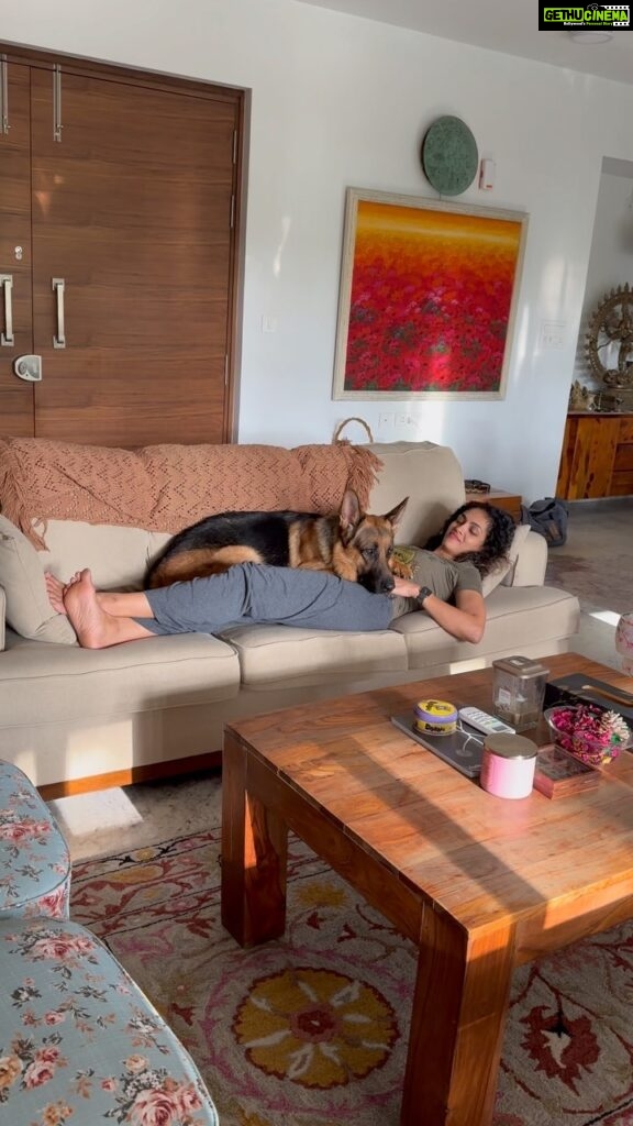 Rukmini Vijayakumar Instagram - Trying to get all the cuddles possible before leaving on tour tomorrow. Kongy gives me hugs for treats many times … but then most of the time he settles down and falls asleep in a hug or lean after getting his treat 😆 Only time we are guaranteed daily cuddles with no treats expected is early in the morning…. And sometimes when he’s very tired or sleepy, he’s extra sweet and cuddly… #gsd #kong #dogmom #lifewithkong #germanshepherd #lovemydog
