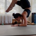 Rukmini Vijayakumar Instagram - I don’t know what’s better…. The fact that I could hold my pincha mayurasana with a lot of control today …. Or kong rolling over for a belly rub in the middle of it 🤣 #yoga #germanshepherd #lifewithkong #dogmom #dancer #bharatanatyamdancer