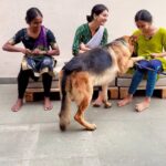 Rukmini Vijayakumar Instagram - Kong was a very reactive dog. He has slowly gotten better over the last 6 months with a very very big effort from both @santhosh_powerstar and me. I couldn’t even imagine a scenario where he would be off leash with all of my students 6 months ago. But getting a reactive dog to be calm is not a small thing. There is constant training and reinforcement that needs to happen throughout the day in different ways. Giving you examples of reactivity: - He used to get agitated if the doorbell rang. Hair standing on back and ready for attack. Now he barks, informs but is relaxed. - he would guard me and other family members - still does, but he’s getting used to the idea that other people can be around and not be a threat. This has taken a lot of effort - he still gets agitated and aggressive towards people who stare at me on walks, but he’s able to calm down sooner and doesn’t continue his aggression There are hundreds of examples…. But if you’re thinking about getting a #gsd because they’re cute and smart, please remember to make the time to give them what they deserve. They are really loving and become a part of the family… but one needs to be able to give them the necessary exercise, love, mental stimulation, and socialisation. A dog like kong could easily have been locked up in solitude for most of his day, left untrained. The whole family and all caregivers also need to be on the same page with a smart dog. Varying commands confuse them and leave them agitated. So does raising your voice / shouting. Kong became aggressive and over protective when he lost his brother and it’s been a task to start getting him to trust strangers. We had a big win today with this off leash scenario in a class full of my @raadhakalpa students … ♥️ They’ve been instrumental in helping kong on this journey alongside all of my friends at @stairs.physio who are patient with his presence many times a week. Thank you all so much! Kong will have a better life because of all of your love … and I hope to make him even more calm and friendly over the next year. (But he will always kill for me 🤣😂😂) #gsd #germanshepherd #training #patience #love #loyalty #animals #dogmom