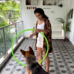 Rukmini Vijayakumar Instagram - Kong has to learn new things everyday, otherwise he gets bored. Today he learned to jump over my back. He learned the hula hoop jump last week… he loves playing with it… and today on first try, he jumped over my back… ♥️ Maybe I’ll be able to do some choreography with him in the next couple months 😂 #gsd #dogmom #lifewithkong #kong #germanshepherd #training