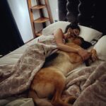 Rukmini Vijayakumar Instagram - I cherish the few times in the day that Kong wants to cuddle or fall asleep leaning on me… ♥️ He just comes for an hour - early mornings - and continues sleeping…. The sweetest thing. #dogmom #gsd #lifewithkong #germanshepherd #doglife