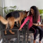 Rukmini Vijayakumar Instagram - Kong is the best morning companion. Run, walk, play, train and drink tea while people watching. He always wants to sit wherever we sit. Chair - couch - swing …. He doesn’t want to be left out. 😂 he usually manages to sit on the chair like a human, but he was a little confused that morning. Miss him already… and I haven’t even landed yet 🙄 #kong #lifewithkong #gsd #dogmom #germanshepherd #kingkong #lovemydog #happy