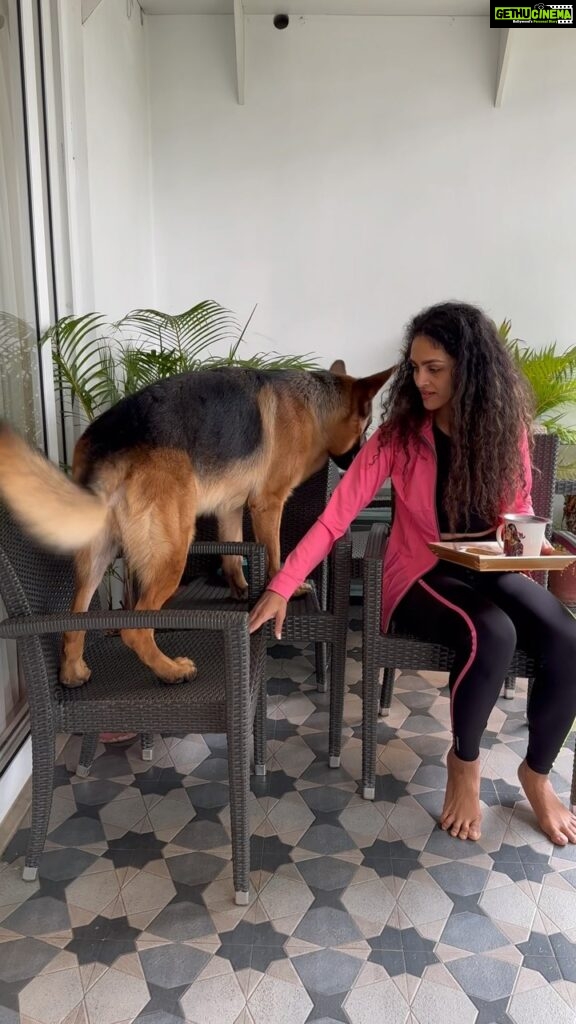 Rukmini Vijayakumar Instagram - Kong is the best morning companion. Run, walk, play, train and drink tea while people watching. He always wants to sit wherever we sit. Chair - couch - swing …. He doesn’t want to be left out. 😂 he usually manages to sit on the chair like a human, but he was a little confused that morning. Miss him already… and I haven’t even landed yet 🙄 #kong #lifewithkong #gsd #dogmom #germanshepherd #kingkong #lovemydog #happy