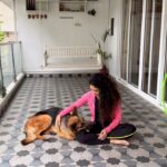 Rukmini Vijayakumar Instagram - I saw this on a training video online and wanted to teach Kong to jump through my looped arms. I forget where I saw it, but her progression was a little different, I had to adapt to make sure Kong understood what I was asking of him. Kong learned to jump over my arm really quickly, but when I put the other arm on top, he would get confused. So I got a hula hoop and he learned to jump through that quite easily. Today I just threw in that second arm and made a hoop and he jumped through it ♥️ Second time didn’t work so well… 🤣 but now that he has it, I know that he will remember and do it again when he’s not tired. I’ve been very present with Kong’s walking, training etc. but I do half of it. The other half @santhosh_powerstar helps me with. Especially when I travel etc, he keeps it going and makes sure that Kong doesn’t become reactive again. Two more days until Im on tour again… enjoying my time at home ♥️ #kong #gsd #germanshepherd #love #lovemybabyboy #lifewithkong