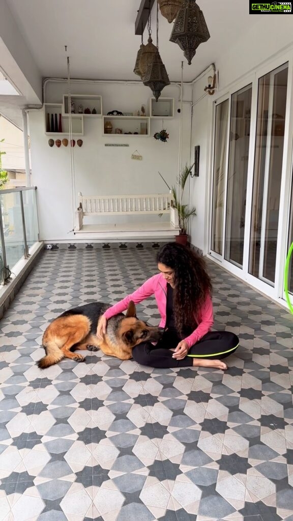 Rukmini Vijayakumar Instagram - I saw this on a training video online and wanted to teach Kong to jump through my looped arms. I forget where I saw it, but her progression was a little different, I had to adapt to make sure Kong understood what I was asking of him. Kong learned to jump over my arm really quickly, but when I put the other arm on top, he would get confused. So I got a hula hoop and he learned to jump through that quite easily. Today I just threw in that second arm and made a hoop and he jumped through it ♥️ Second time didn’t work so well… 🤣 but now that he has it, I know that he will remember and do it again when he’s not tired. I’ve been very present with Kong’s walking, training etc. but I do half of it. The other half @santhosh_powerstar helps me with. Especially when I travel etc, he keeps it going and makes sure that Kong doesn’t become reactive again. Two more days until Im on tour again… enjoying my time at home ♥️ #kong #gsd #germanshepherd #love #lovemybabyboy #lifewithkong