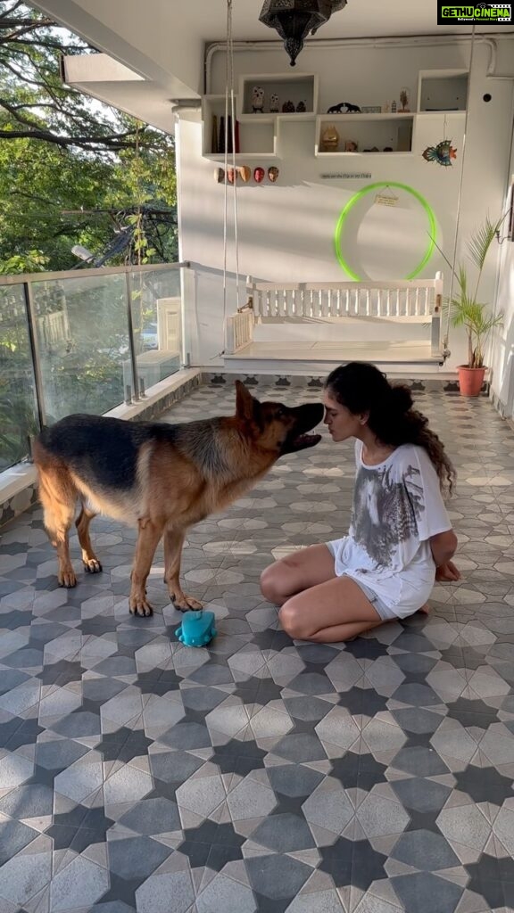Rukmini Vijayakumar Instagram - I’m trying to teach him to tap with his feet or nose. Want to eventually try to make him learn some of the talking buttons. This literally took me less than 5 mins to teach him. He got distracted with this bruise I had on my leg and wanted to make sure that I was ok. He got reactive when 3 dogs on the street came at us together as a pack and my thigh got in the way… between him and the dogs. He followed me around all day that day and kept trying to lick my wound and make sure that I was ok ♥️ It has almost healed now… but he keeps checking on it #lifewithkong #gsd #dogmom #germanshepherd #lovemydog #training