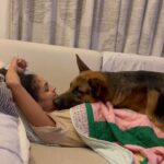 Rukmini Vijayakumar Instagram - Early mornings I get free kisses and hugs. Late evenings my hugs and kisses are bought with treats 😜 Many times he comes for treats, gets comfortable and forgets about the treats …. then falls asleep and snores 🤣 #lifewithkong #kong #gsd #lovemydog #germanshepherd #dogsofinstagram