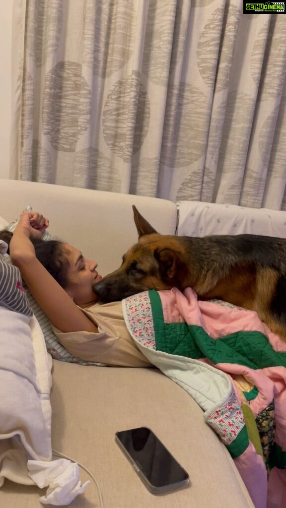 Rukmini Vijayakumar Instagram - Early mornings I get free kisses and hugs. Late evenings my hugs and kisses are bought with treats 😜 Many times he comes for treats, gets comfortable and forgets about the treats …. then falls asleep and snores 🤣 #lifewithkong #kong #gsd #lovemydog #germanshepherd #dogsofinstagram