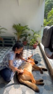 Rukmini Vijayakumar Instagram - A dogs life !! 

#lifewithkong #dogmom #kong #gsd #thisislife #germanshepherd #grooming #funnydog