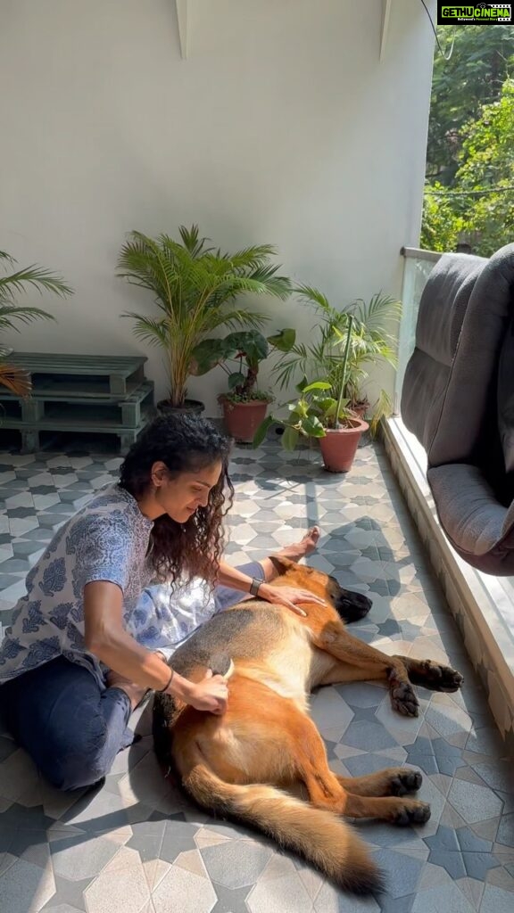 Rukmini Vijayakumar Instagram - A dogs life !! #lifewithkong #dogmom #kong #gsd #thisislife #germanshepherd #grooming #funnydog