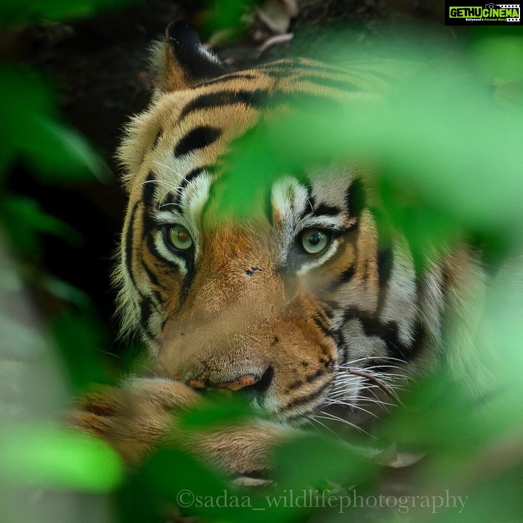 Sadha Instagram - The eyes! Can you guess who this tiger is? #nikonz8 #nikorr400mm #sadaa #sadaasgreenlife #sadaawildlifephotography #eyeofthetiger Wild Life