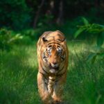 Sadha Instagram – ‘Thaliava’ of the tiger kingdom of Tadoba.. One and only CM/Chota Matka.. 💚

#tadoba #sadaa #sadaasgreenlife #sadaawildlifephotography #savetigers #tigers #tadobaandharitigerreserve Tadoba – Andhari Tiger Reserve