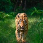 Sadha Instagram - ‘Thaliava’ of the tiger kingdom of Tadoba.. One and only CM/Chota Matka.. 💚 #tadoba #sadaa #sadaasgreenlife #sadaawildlifephotography #savetigers #tigers #tadobaandharitigerreserve Tadoba - Andhari Tiger Reserve