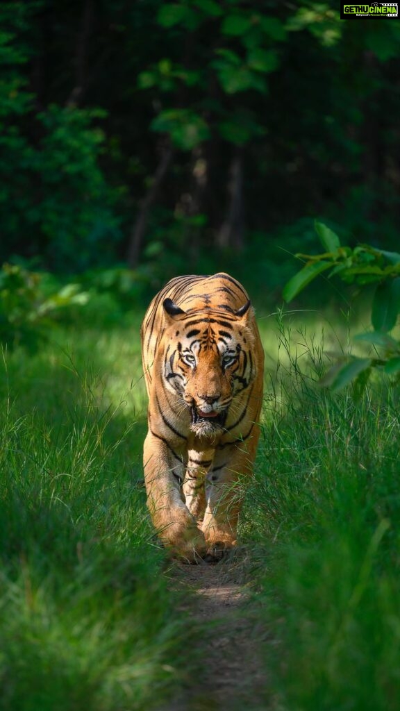 Sadha Instagram - ‘Thaliava’ of the tiger kingdom of Tadoba.. One and only CM/Chota Matka.. 💚 #tadoba #sadaa #sadaasgreenlife #sadaawildlifephotography #savetigers #tigers #tadobaandharitigerreserve Tadoba - Andhari Tiger Reserve