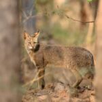 Sadha Instagram - The sneaky look! 😅 Found these while clearing up the phone. Jungle cat’s sighting from the month of Jan, during my shortest 2 safari trip to Pench, on the way to Kanha! 😀 The images were taken by @monudubey.pench as he had the best vantage point in our gypsy. He did send me these almost immediately, but me being me…. 🙄 Have done some basic edits on phone.. hope you’ll like! ☺️ #junglecat #pench #khursapar #safarilife Pench Khursapar, Maharashtra - India