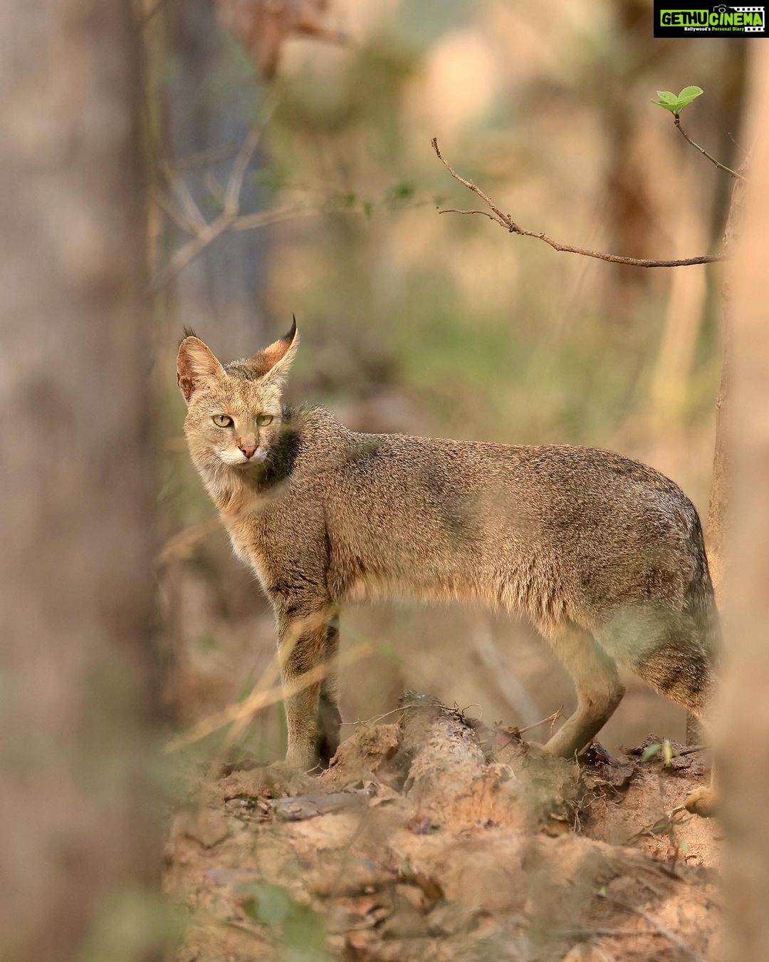 Sadha Instagram - The sneaky look! 😅 Found these while clearing up the phone. Jungle cat’s sighting from the month of Jan, during my shortest 2 safari trip to Pench, on the way to Kanha! 😀 The images were taken by @monudubey.pench as he had the best vantage point in our gypsy. He did send me these almost immediately, but me being me…. 🙄 Have done some basic edits on phone.. hope you’ll like! ☺️ #junglecat #pench #khursapar #safarilife Pench Khursapar, Maharashtra - India